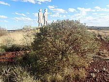 Eremophila platycalyx pardalota (habit)