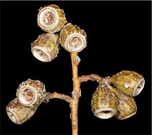 Eucalyptus captiosa fruit