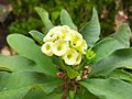 Euphorbia milii bd2