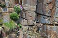 European Shag nesting on Deerness