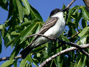 GIANT KINGBIRD Tyrannus cubensis (8466755405).jpg