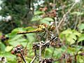 GT Common Darter in picnic meadow