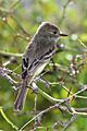 Galapagos-flycatcher-floreana