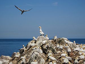 Gannets 13 Jun (5)