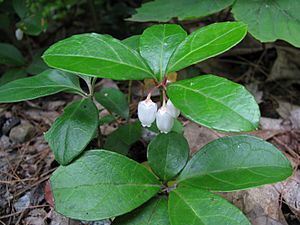 Gaultheria procumbens 6049