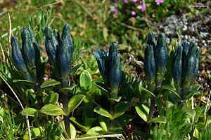 Gentiana glauca.jpg