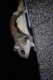 Glaucomys volans roof.jpg