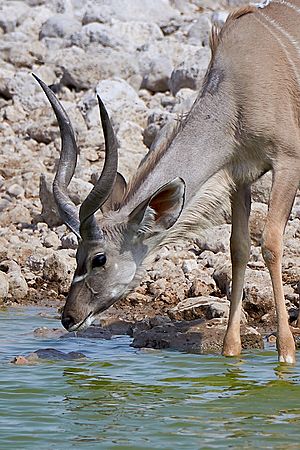 Greater Kudu Head 2019-07-25