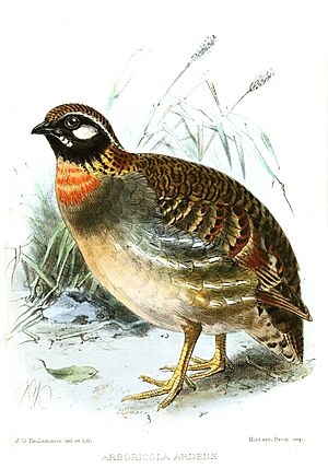 Hainan Partridge.jpg