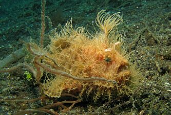 Hairy Frogfish