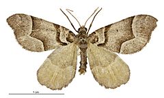 Helastia siris male.jpg