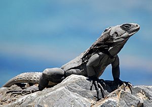 Honduran spinytailed iguana.jpg