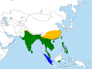 Hydrophasianus chirurgus map.png