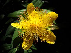 Hypericum Calycinum 2