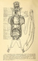 Hypsignathus monstrosus anatomy