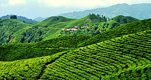 Lush Green Tea Gardens are what makes Ilam district popular.