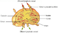 Illu lymph node structure