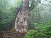 Jhomonsugi in Yaku Island Japan 001.JPG