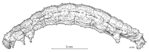 LEPI Geometridae Asaphodes clarata larva