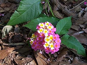 Lantana camara (1)