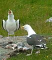 Larus marinus 2