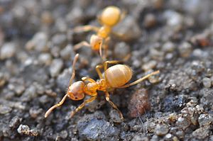 Lasius flavus 2