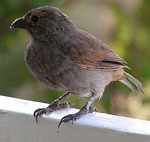 Lesser antillean bird3.jpg