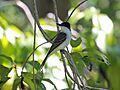 Loggerhead Kingbird RWD1