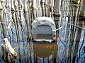 Monument flooded swamp water surrounded by large, kneed cypress trees