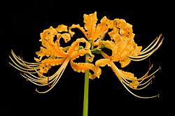 Lycoris aurea.jpg