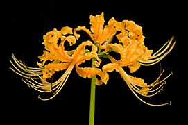 Lycoris aurea