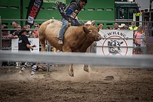 Martinborough Rodeo 2016 (26055368751)