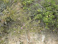 Melaleuca tinkeri (habit)