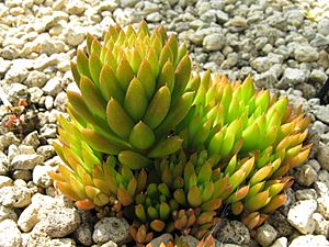 Orostachys japonicus1.jpg