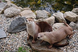 Otters Edie and Bert