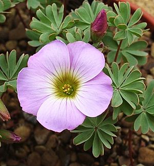 Oxalis enneaphylla.jpg