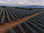 Agave Landscape and Ancient Industrial Facilities of Tequila