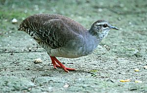 Pale-browedTinamou