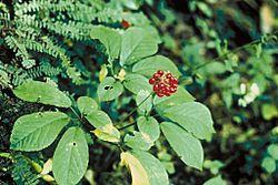 Panax quinquefolius.jpg