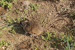 Peromyscus bullatus 4697579.jpg