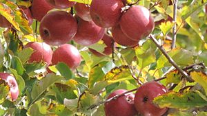 Pink lady apples, Thulimbah, Granite Belt, Queensland, 2015 02