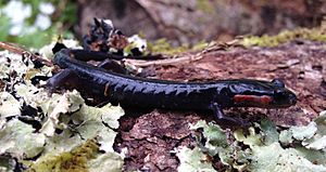 Plethodon jordani 2.JPG