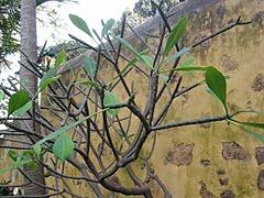 Plumeria rubra (Puerto de La Cruz)