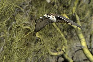 Prairie Falcon in flight