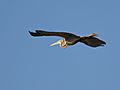 Purple Heron in flight