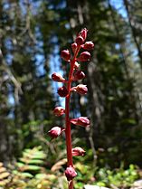 Pyrola asarifolia 16798