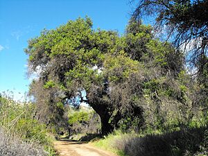 Quercus-agrifolia.jpg