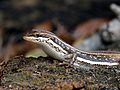 Sand Lizard Portland Bill