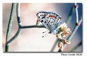 Sand Mountain Blue Butterfly