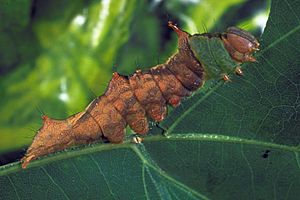 Schizura unicornis larva.jpg